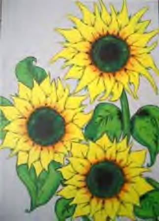 Sunflowers