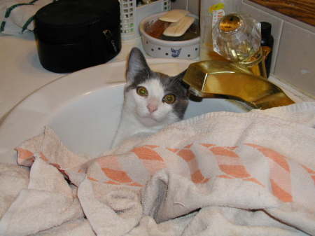 my newest kitten.. LOVES the sink..crazy cat..