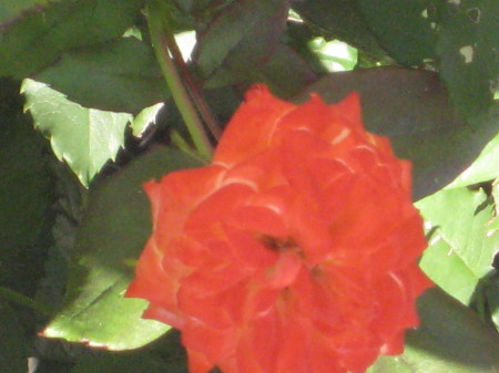 orange rose