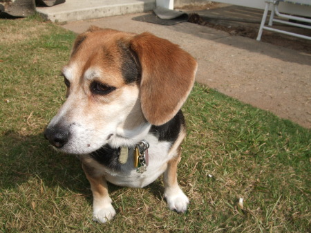 my beagle Faith