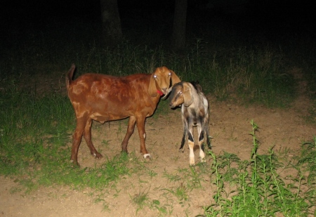 Lou and Marble