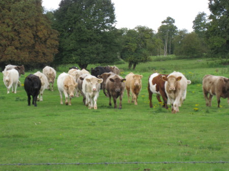 My backyard in England