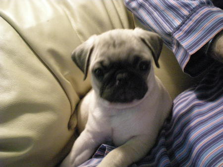 The Newest Pug - Scout