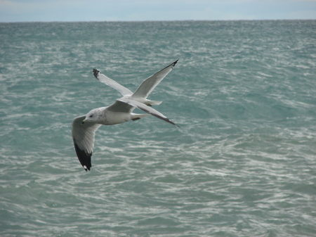 Seagulls