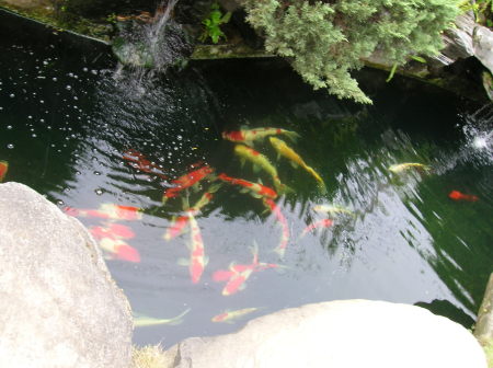 Taichung Taiwan fish pond 2005