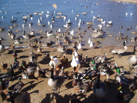 Feeding the Ducks & geese.