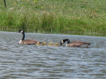 Family on the Farm Pond