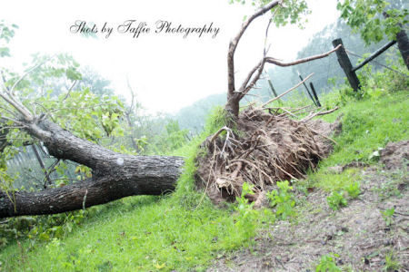 Uprooted tree