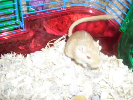 This is a Gerbil