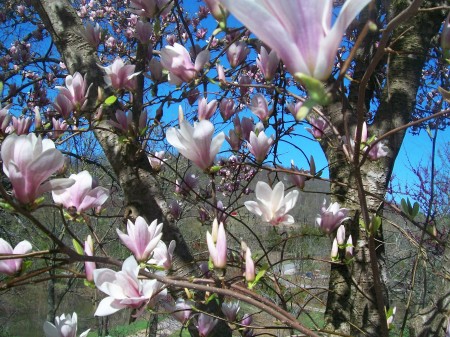 Tulip Tree