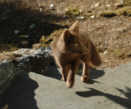 A foxy young friend coming for dinner