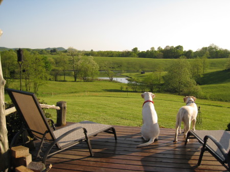 Dogs watching me fish