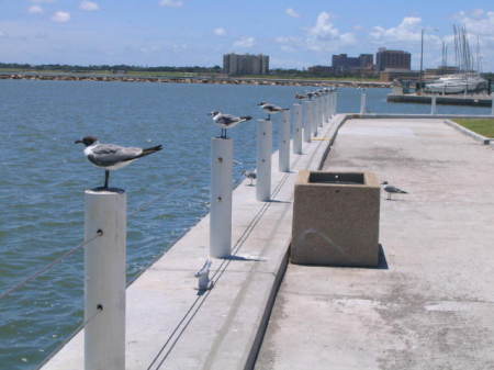 Gulls on poles
