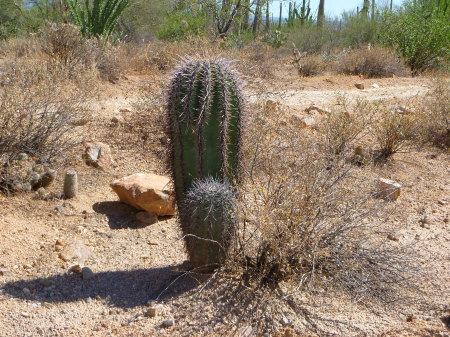 Starr Guckert's album, Arizona Desert, Summer 2010