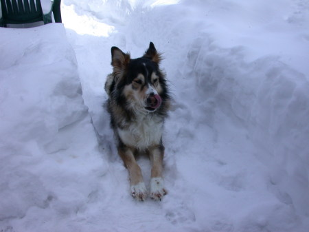 Ivan, our sled dog