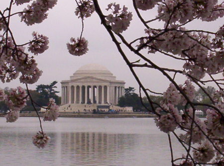 Jefferson through the cherry blossoms