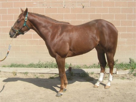 My favorite racing mare we had at Los Alamitos