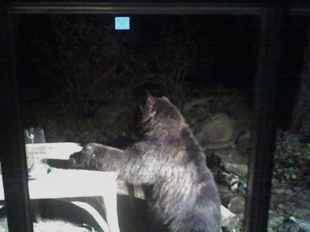 The Bear outside my kitcken!