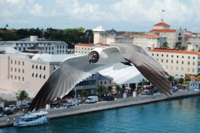 bird in the bahamas