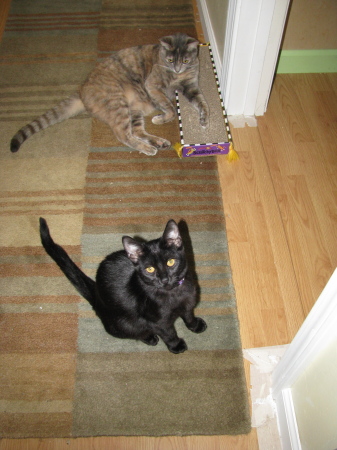 Phoebe & Luna hanging out - 2008