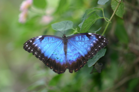 Butterflies of Stratford On Avon, England