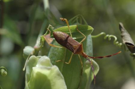 leaf eater 2