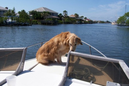 SHELBY THE RESCUE DOG