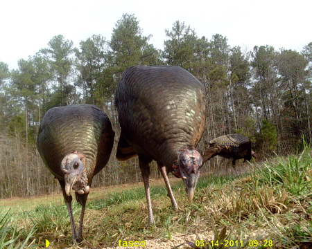 Waiting for Thanksgiving