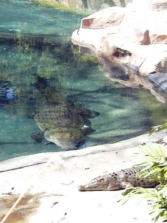 One big Croc