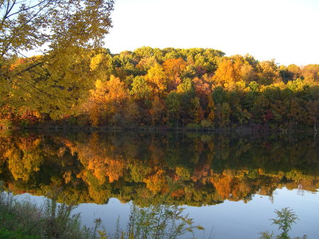 Fall in My Backyard