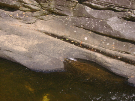 northern water snake