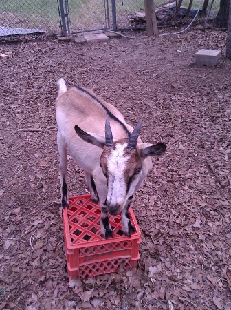 Jake the Goat