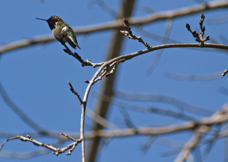 Hummingbird