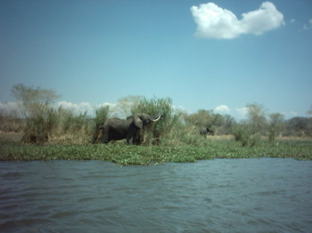 Wild elephants at Liwonde National Park, Malaw