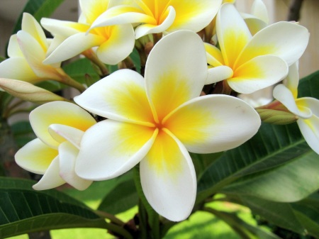 Plumeria- My favorite smell and flower!