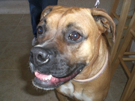Maggie my boxer