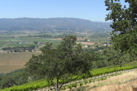 Pic of Napa Valley