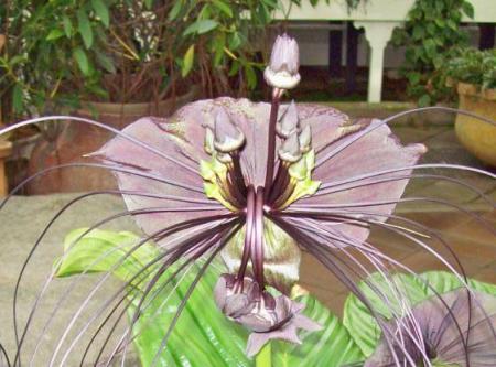 Pristine Exotic Black Bat Flower