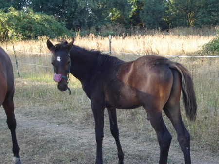 Maxim at 4 months old 2011