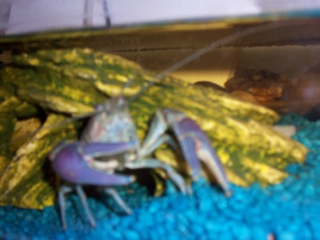 My pet--a crayfish!!!! (spike)