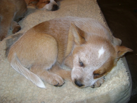 Sleeping after morning play