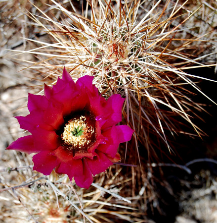 Lake Havasu Cactus Rose