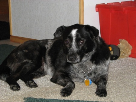 My mom's dog, Jersey, who now lives with me