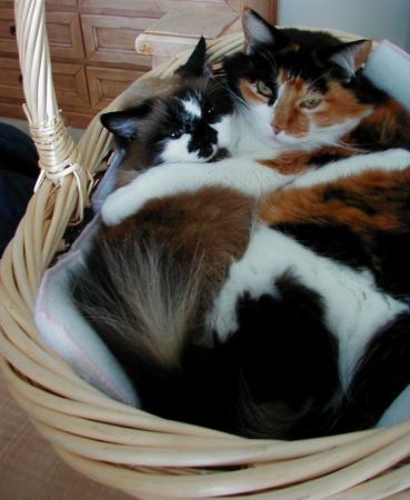Basket of Cats