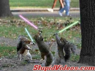 Jedi squirrels