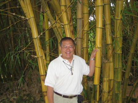 Among the Bamboo Grove