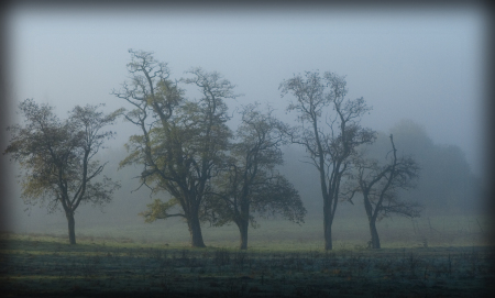 Trees in Napa / Fog