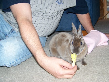 Pet Rabbit 2008