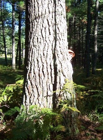 Tree Hugger