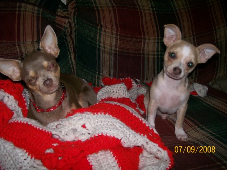 Picure of my pups, Lucy & Rikki.....